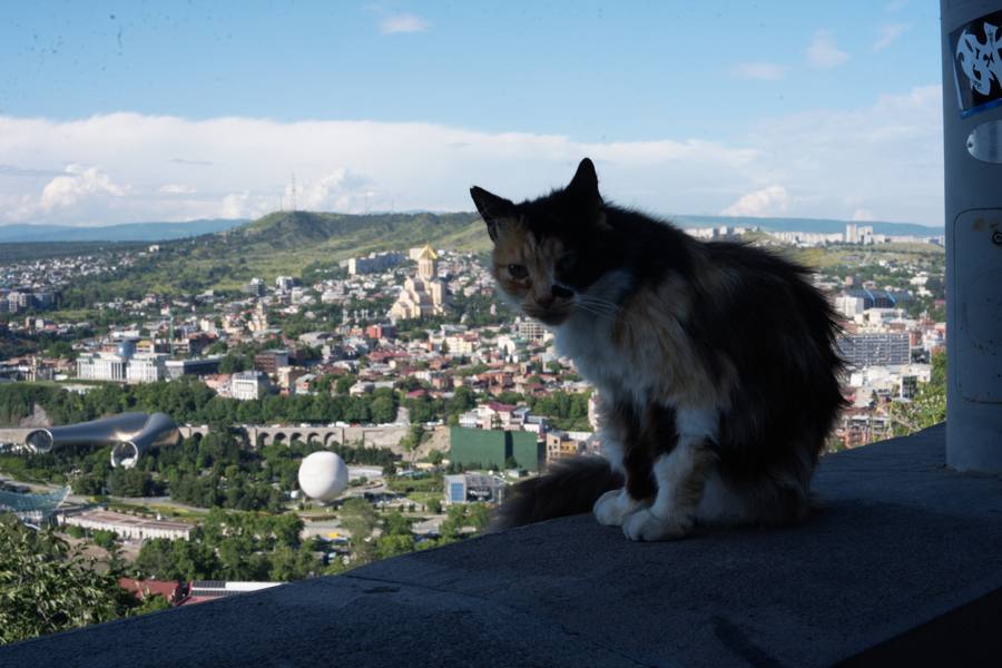 Frame _DSC2816
